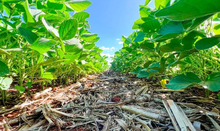 Agricultura regenerativa avança, mas demanda um período de transição