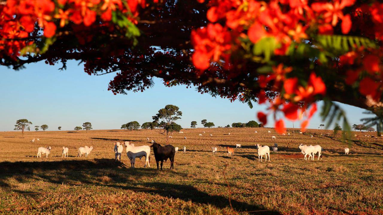 Atualização de rebanho 2026: Santa Helena amplia pontos de atendimento aos produtores