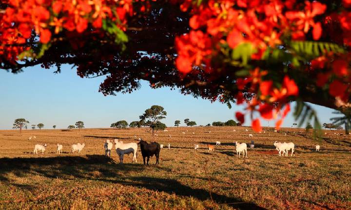 Atualização de rebanho 2026: Santa Helena amplia pontos de atendimento aos produtores