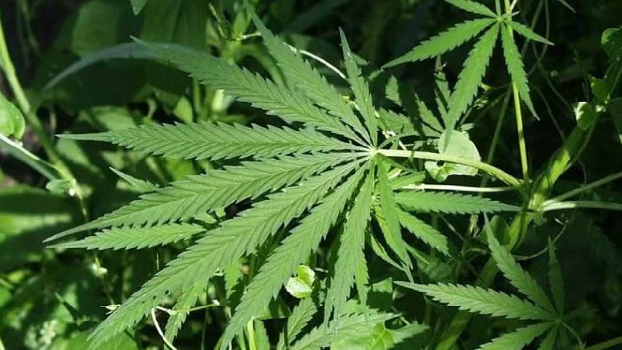 Como o avanço da cannabis medicinal pode movimentar mercado bilionário no Brasil