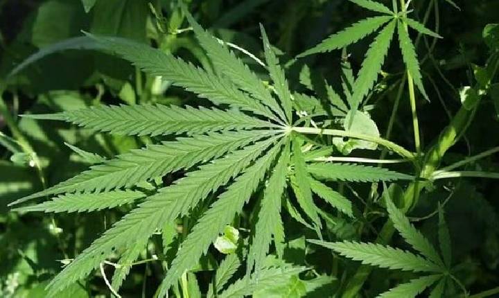 Como o avanço da cannabis medicinal pode movimentar mercado bilionário no Brasil