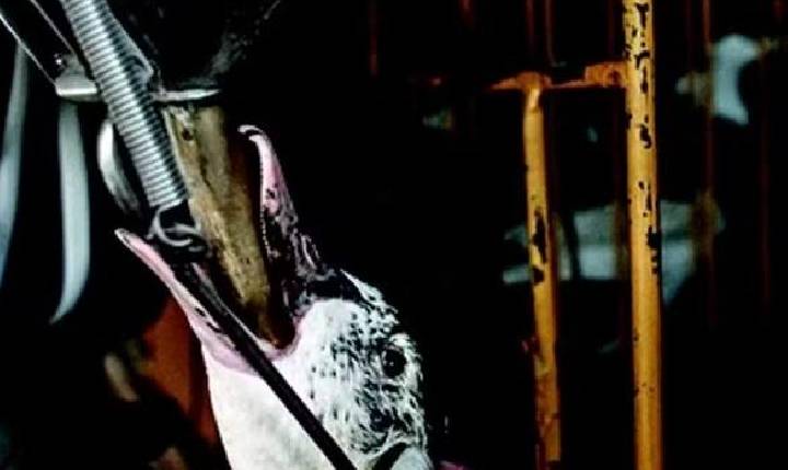 Engorda forçada de aves: entenda o que é o foie gras, que pode ser proibido no Brasil
