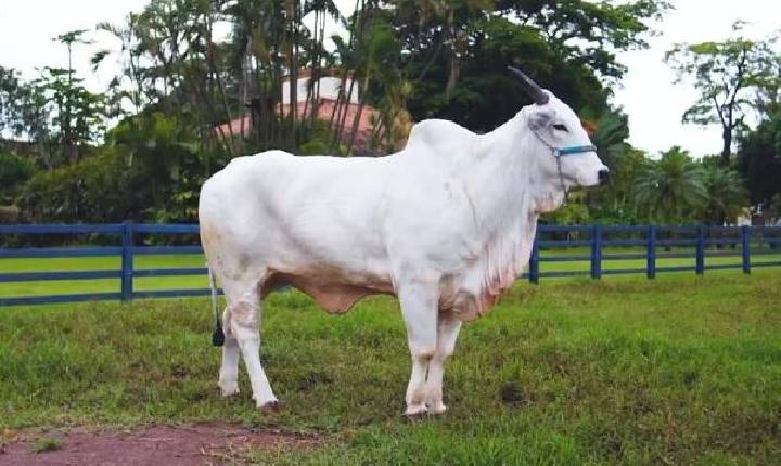 Genética de R$ 54 milhões: como é a rotina da vaca mais cara do mundo