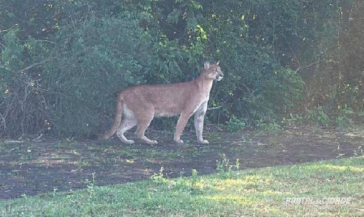 Onça-parda é flagrada nas proximidades da Usina de Itaipu em Foz do Iguaçu