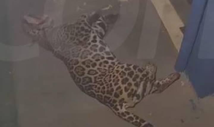 Onça-pintada é flagrada no pátio de empresa no Paraná