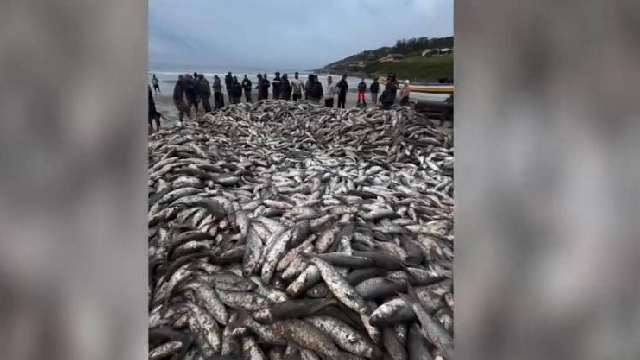 Pesca gigante de tainha transforma praia em cenário impressionante em SC