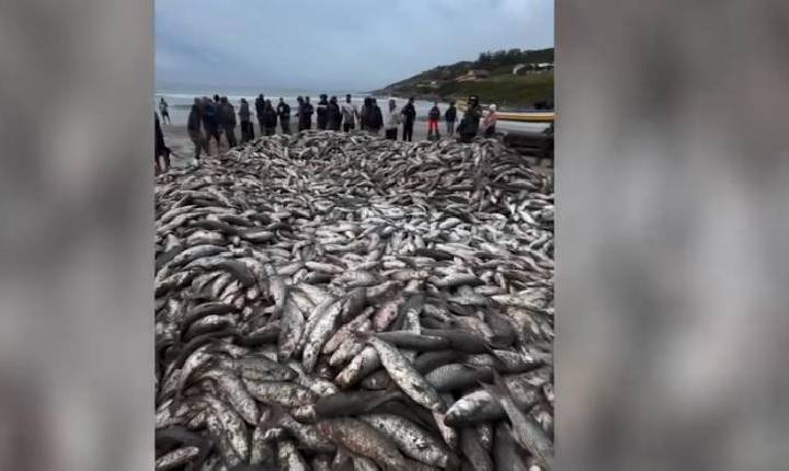 Pesca gigante de tainha transforma praia em cenário impressionante em SC