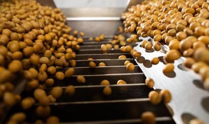 Por que os produtores de soja estão adiando a compra de sementes