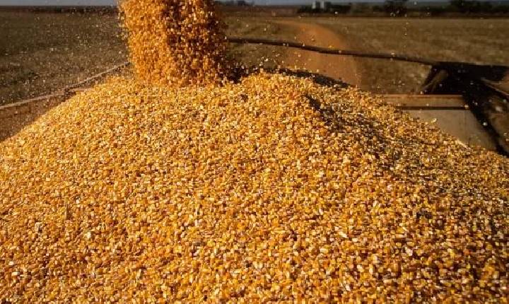 Preços ao produtor agropecuário caíram quase 10% no primeiro trimestre