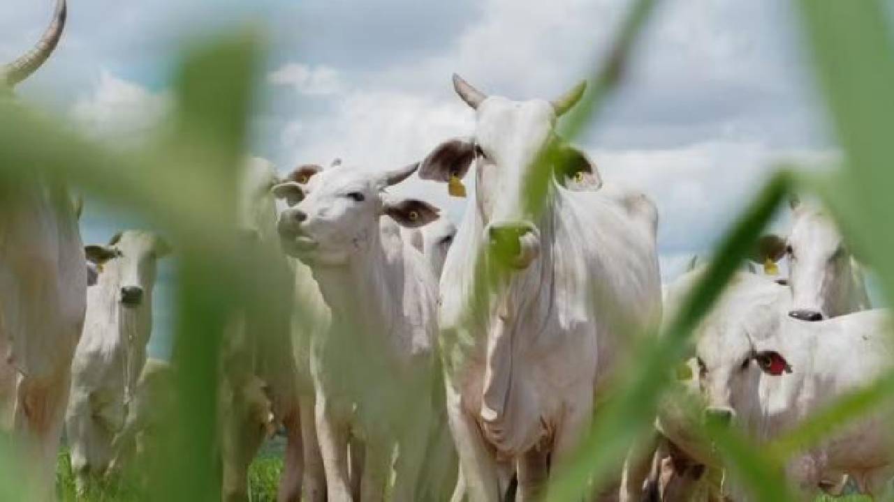 Produtores pedem postura enérgica do governo federal contra barreiras da União Europeia