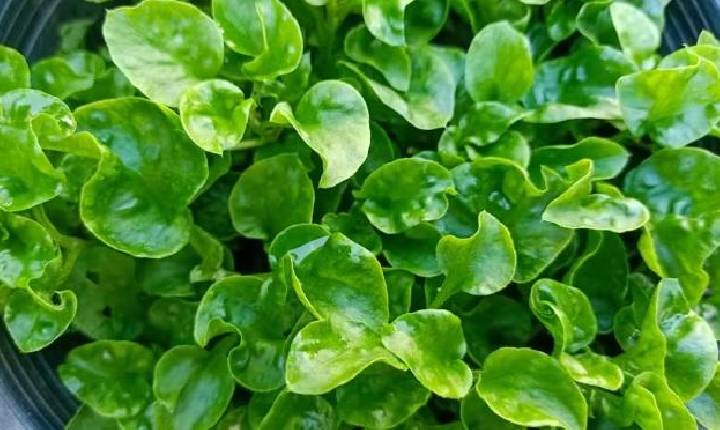 Veja o que plantar em junho: 15 opções de hortaliças e frutas
