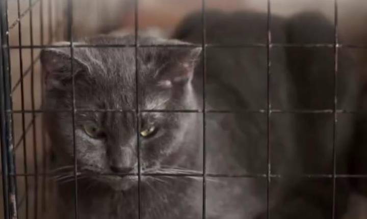 Vereadores aprovam projeto que impede confinamento de cães e gatos em Cascavel