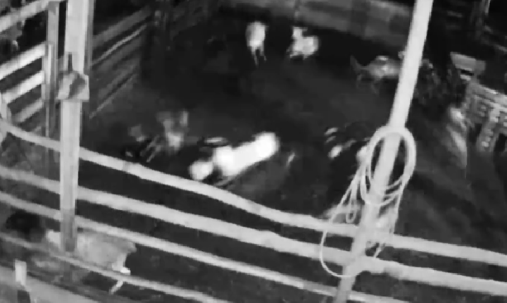 Vídeo: 34 ovelhas morrem em ataque de onça