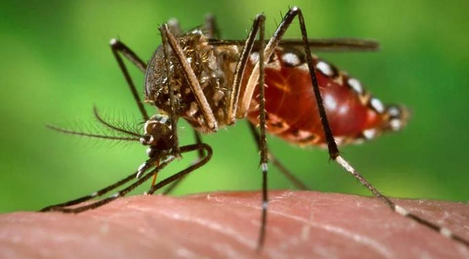 Último mês para vacinação contra a dengue no Paraná