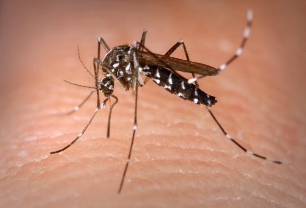 206 municípios estão em situação de alerta ou risco para dengue, zika e chikungunya