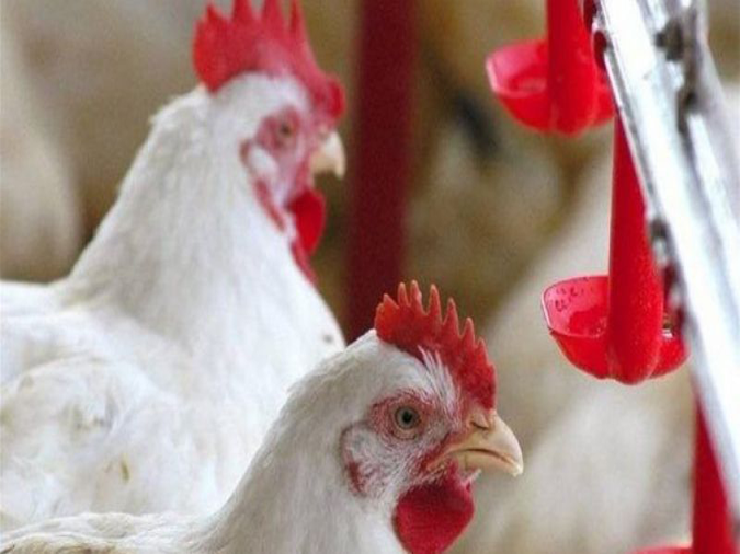 Custo de produção de aves e suínos reduz renda no campo