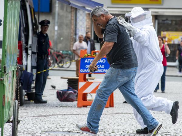 Paraná registra quatro ataques de abelhas por dia