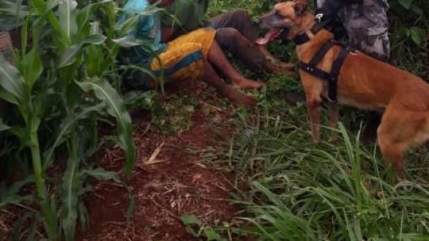 Cães farejadores ajudam a localizar foragidos da cadeia de Ubiratã