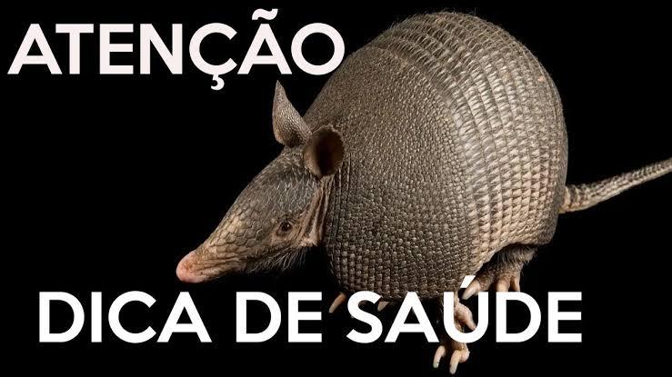Tatu é depósito de micróbio transmissor da hanseníase, Doença de Chagas e de outras verminoses, alerta Ibama
