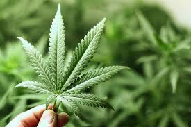 Por que fumar maconha dá larica?