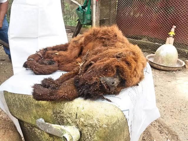 Alerta! Município do Paraná confirma morte de macaco por Febre Amarela