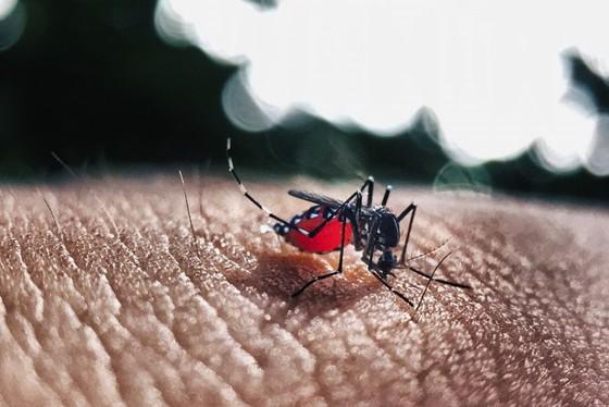 Aumentam casos e mortes por dengue no Paraná; Foz do Iguaçu tem uma vítima