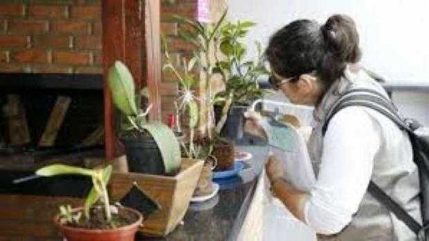 Trinta e cinco cidades do Paraná enfrentam epidemia de dengue