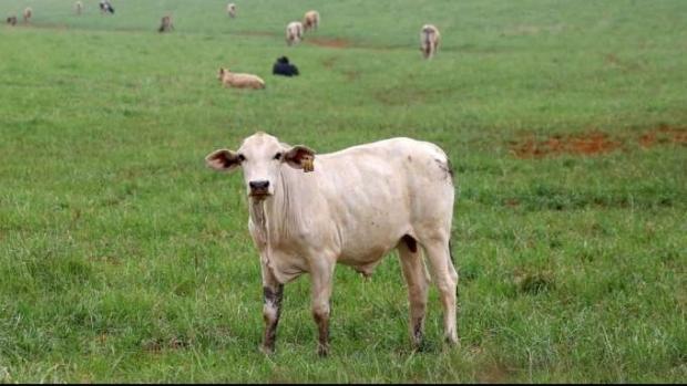 Raiva animal exige vacina e alerta no campo e na cidade
