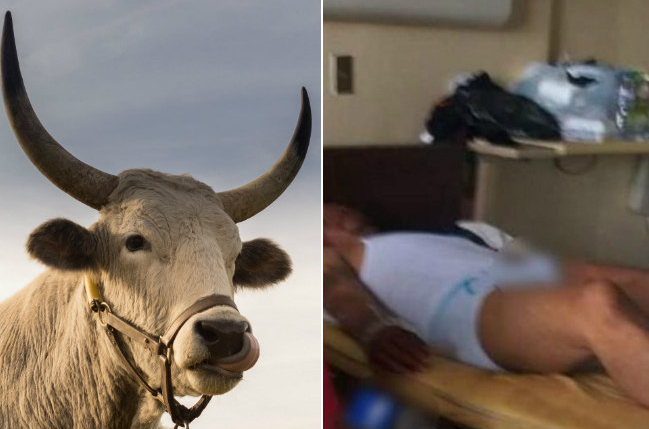 Homem toma viagra para touros e é operado após ter ereção de três dias