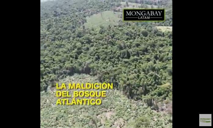 Como o cultivo ilegal de maconha está destruindo a mata atlântica no Paraguai