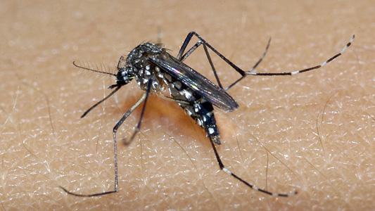 Experimento nos EUA liberará 750 milhões de mosquitos geneticamente modificados