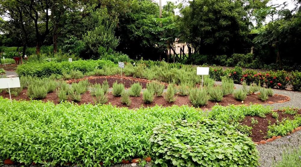 Paraná é destaque no País na produção de plantas medicinais