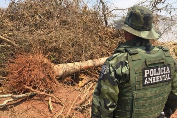 Homem corta árvore em extinção para fabricar cachaça e recebe multa de R$ 10 mil