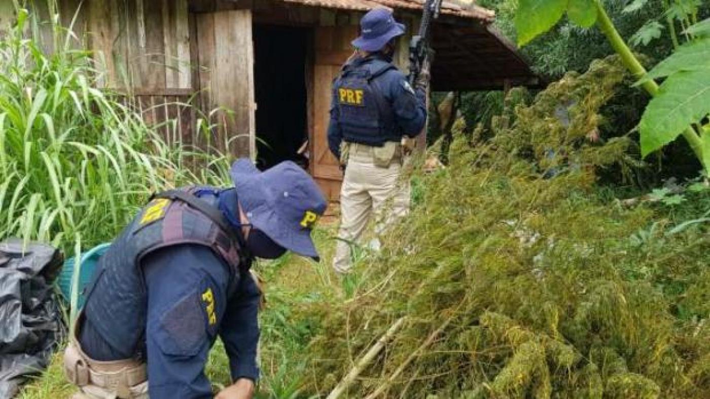 PRF estoura galpão de plantação de maconha e prende três homens