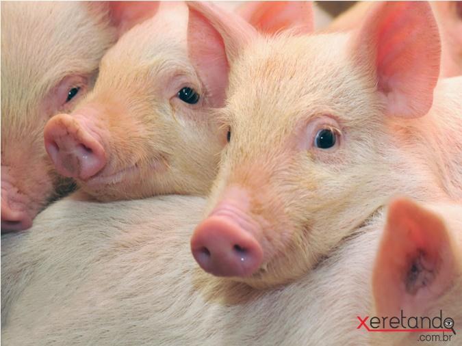 Três leitões são furtados de propriedade rural na linha Santa Cruz