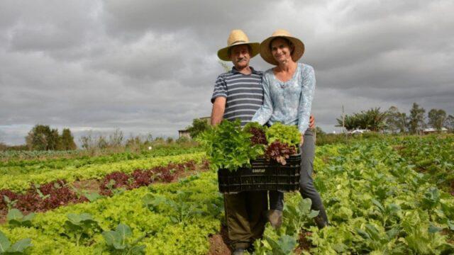 Agricultura familiar terá ofertas de crédito rural em aplicativo da Serasa
