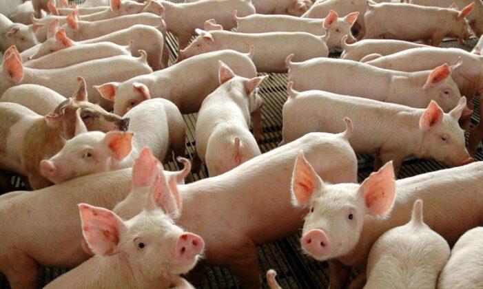 Brasil exporta 351,8 mil toneladas de carne suína no primeiro quadrimestre de 2021