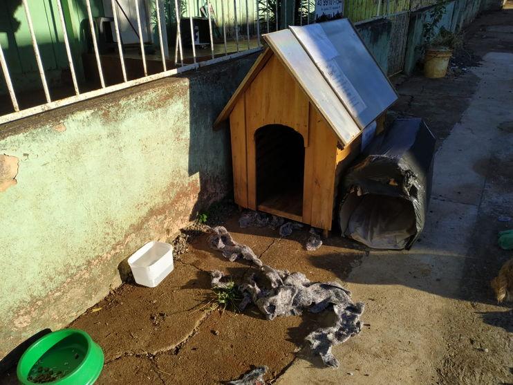 Com medo de pegar Covid da mãe, menino “desaparece” e vai dormir na casinha do cachorro
