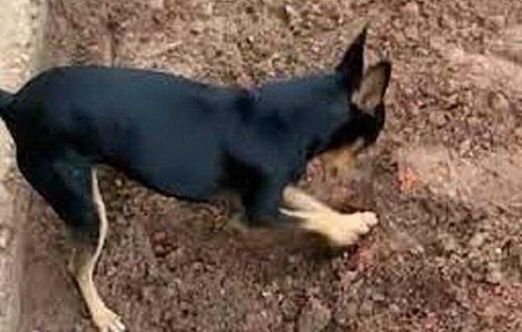 Dedo Duro! Em operação da PF, pinscher cava quintal onde dono traficante enterrou drogas