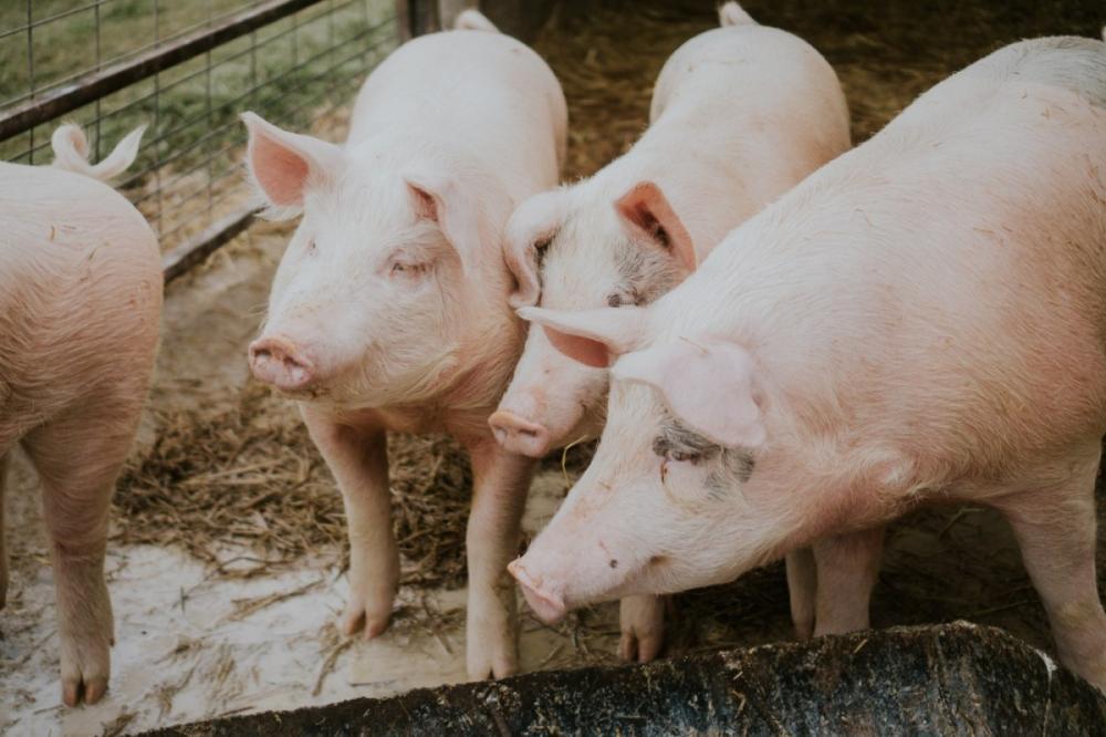 Ladrões fazem ‘limpa’ em chiqueiro e levam 11 porcos, diz produtor