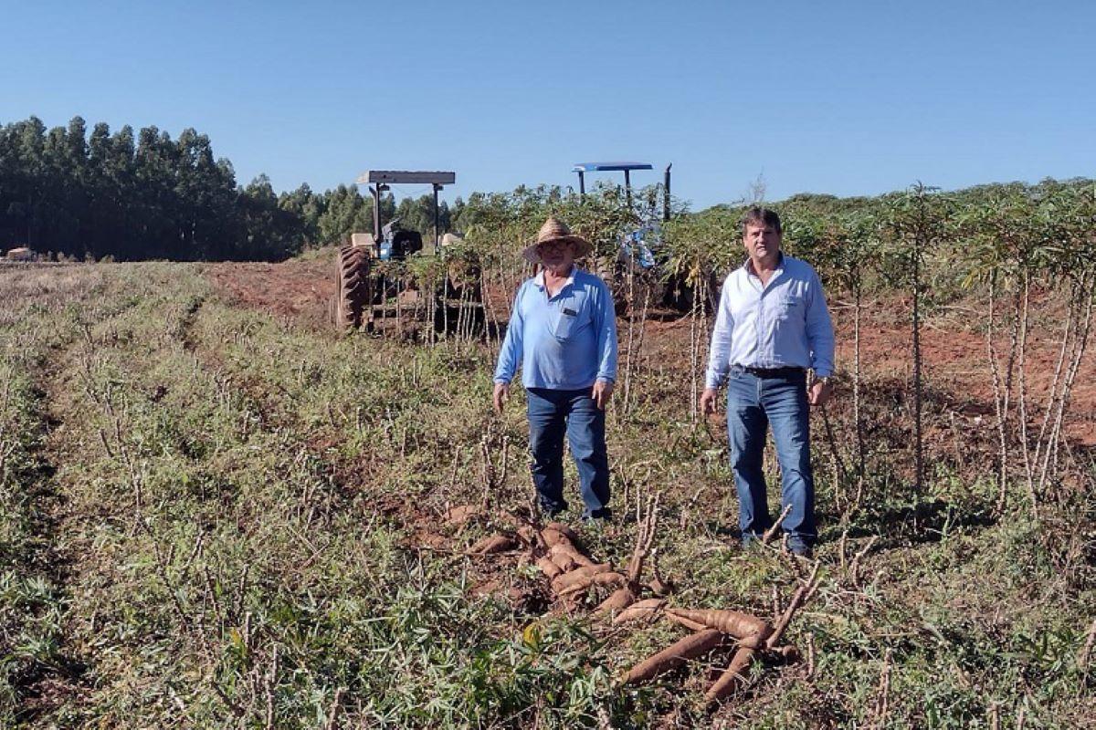 Sucesso de nova variedade de mandioca é exemplo da sintonia entre pesquisa e extensão