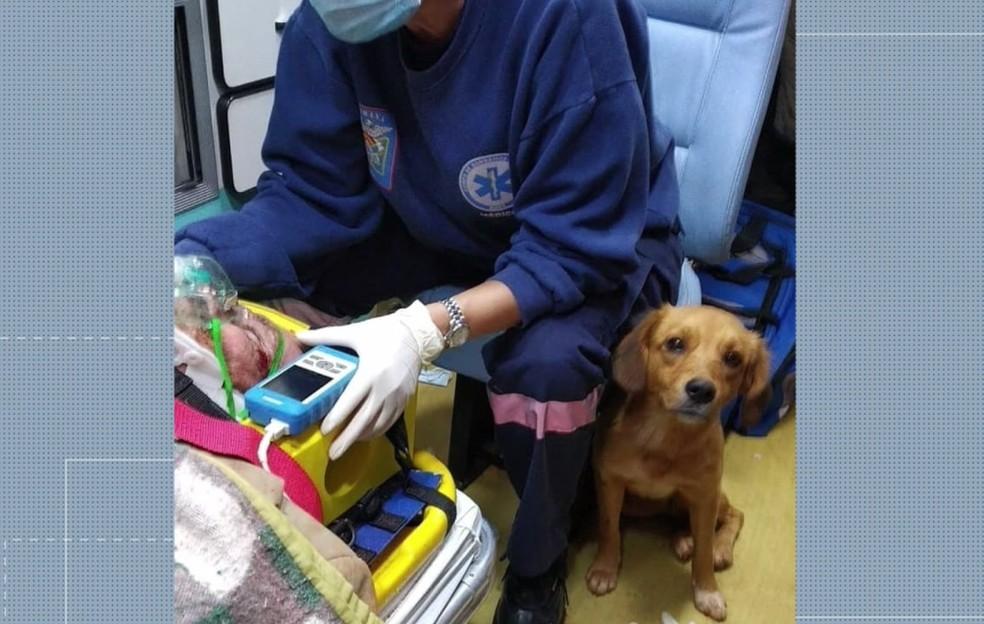 Antes do acolhimento, cachorrinho invadiu hospital duas vezes para ficar próximo ao dono atropelado