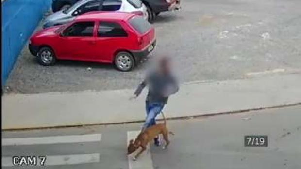 Após galo ser apreendido por cantar de madrugada, cachorro atropela homem na faixa de pedestres