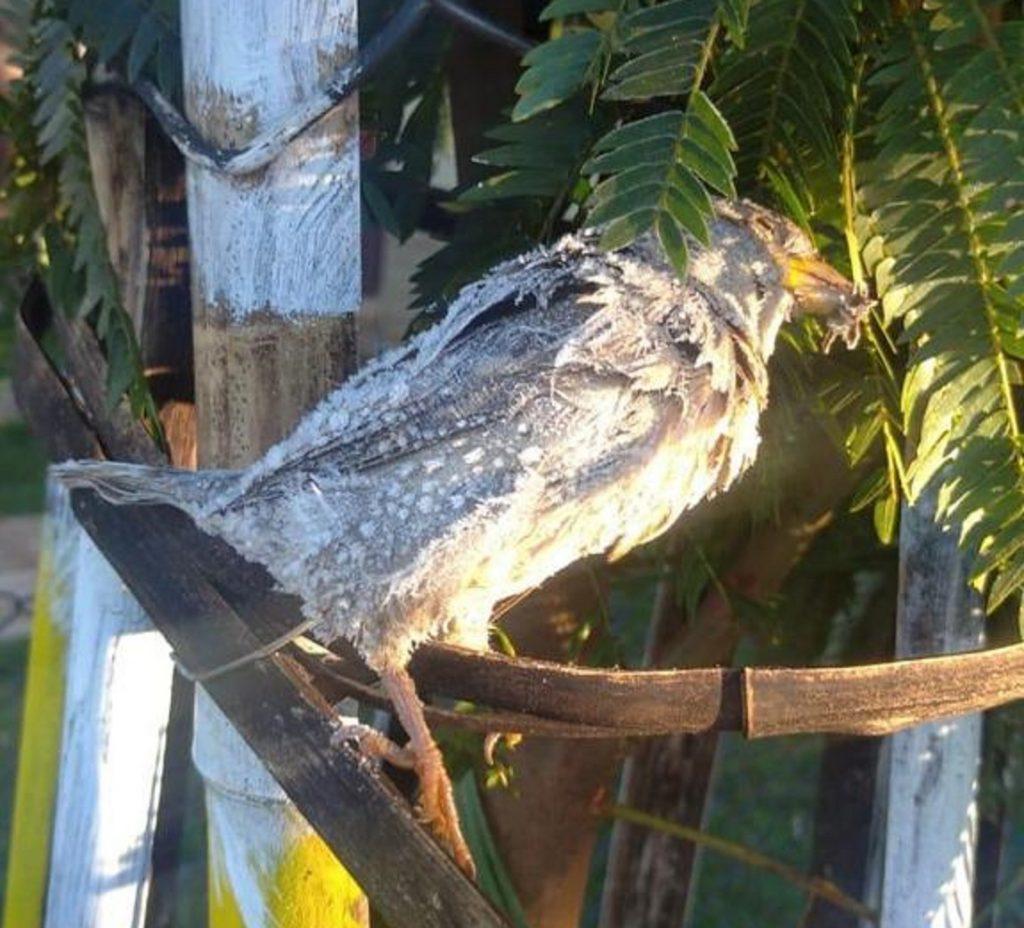 Temperaturas negativas congelaram pássaro em Cascavel