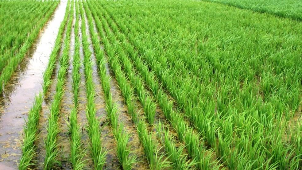 Veja como a crise hídrica está afetando a produção de alimentos