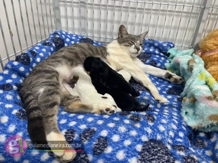Após perder filhotes, gata adota e amamenta cachorrinhos órfãos