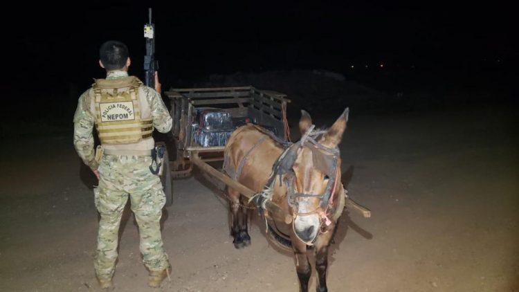 Burro puxando carroça carregada de maconha é apreendido em Guaíra