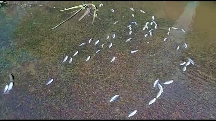 Moradores denunciam grande quantidade de peixes mortos no Ecopark Oeste
