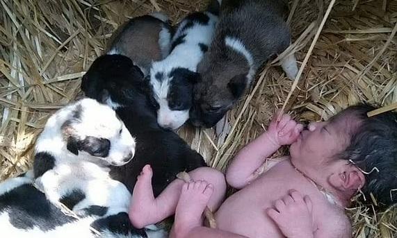 Recém-nascida abandonada sobrevive com ajuda de filhotes de cachorro