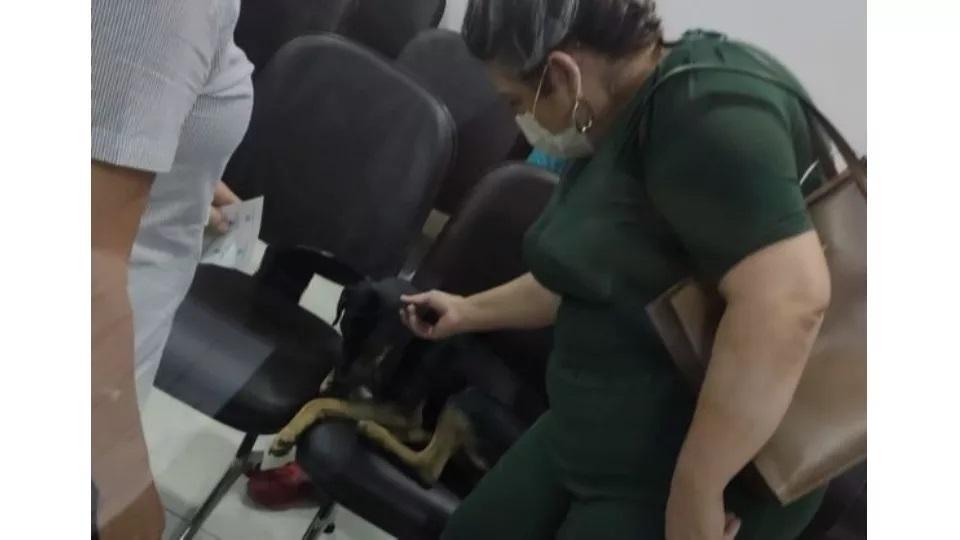 Cachorro está há 15 dias na porta de hospital em Umuarama